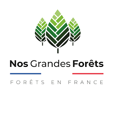 Ma grande forêt