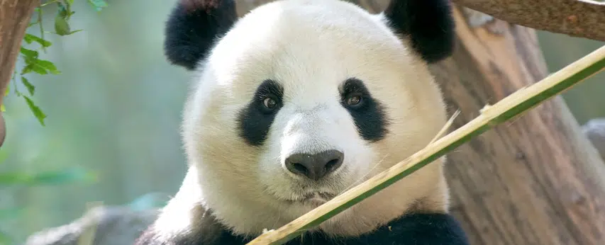 Mise à jour Google Panda, impact sur le référencement